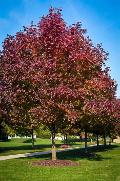 autumn purple ash tree